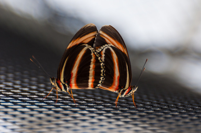 Schmetterlinge ● 390 mm ● 1/60 Sek. bei ƒ / 5,6 ● ISO 400