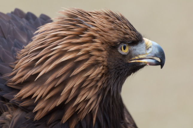 Adonis - Steinadler Tierpark München, Nikon D7100