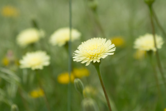 Natur