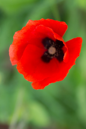 ● 105 mm ● 1/400 Sek. bei ƒ / 2,8 ● ISO 200