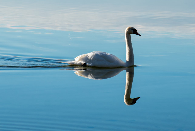 Schwan auf dem Starnberger See
A single swan on the lake Starnberg