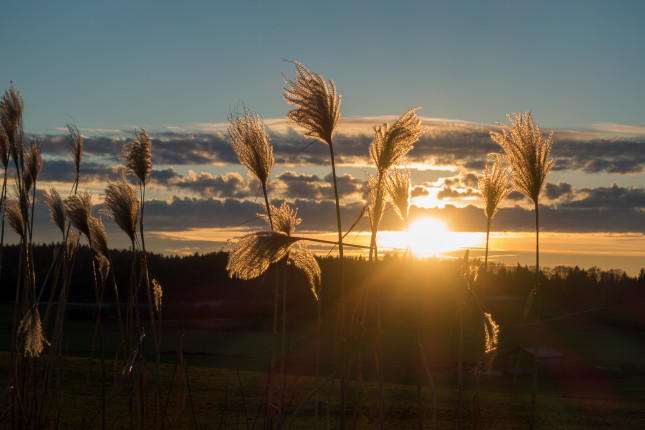 Warm sieht sie aus die Abendsonne, aber es wurde dann schon kühl auf dem Spaziergang...