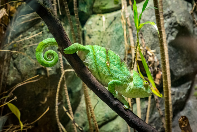 Zoo ● 68 mm ● 1/40 Sek. bei ƒ / 8,0 ● ISO 12800