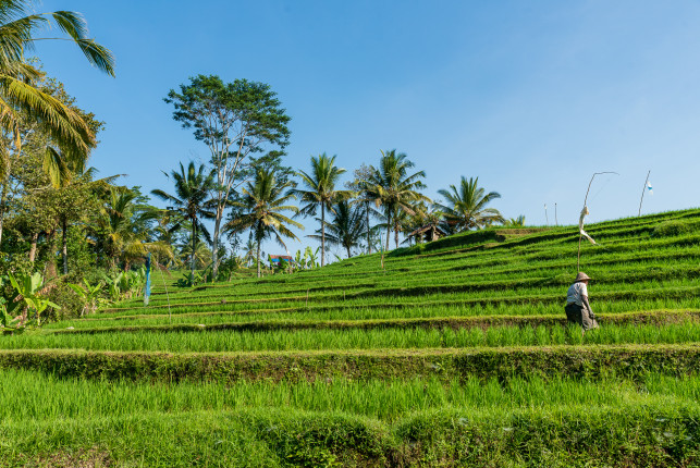 Reisfeld & Reisbauer nähe Ubud (Bali)
.
.
.
.