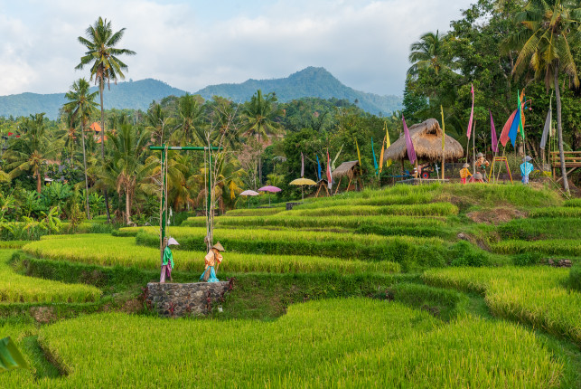 Reisfelder, Reisterassen.
Mitten auf Bali. Einfach immer wieder wunderschön...