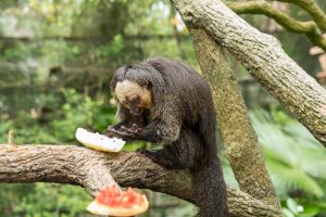 Singapore, Sinpapur, Tier